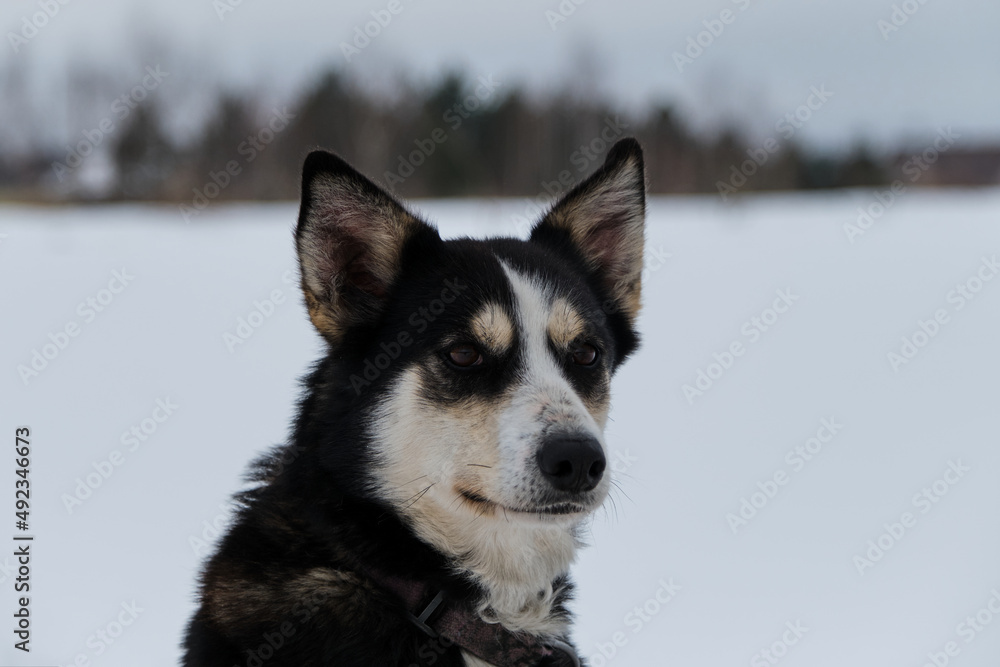 Portrait of northern sled dog Alaskan Husky in winter outside in snow. Black tan half breed outside in cold winter on cloudy day. Looks into the distance with ears up.
