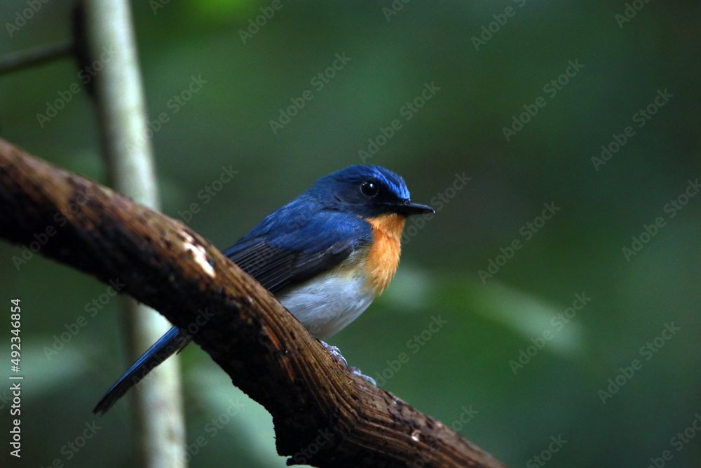 The Indochinese Blue Flycatcher on a branch The Indochinese Blue Flycatcher on a branch