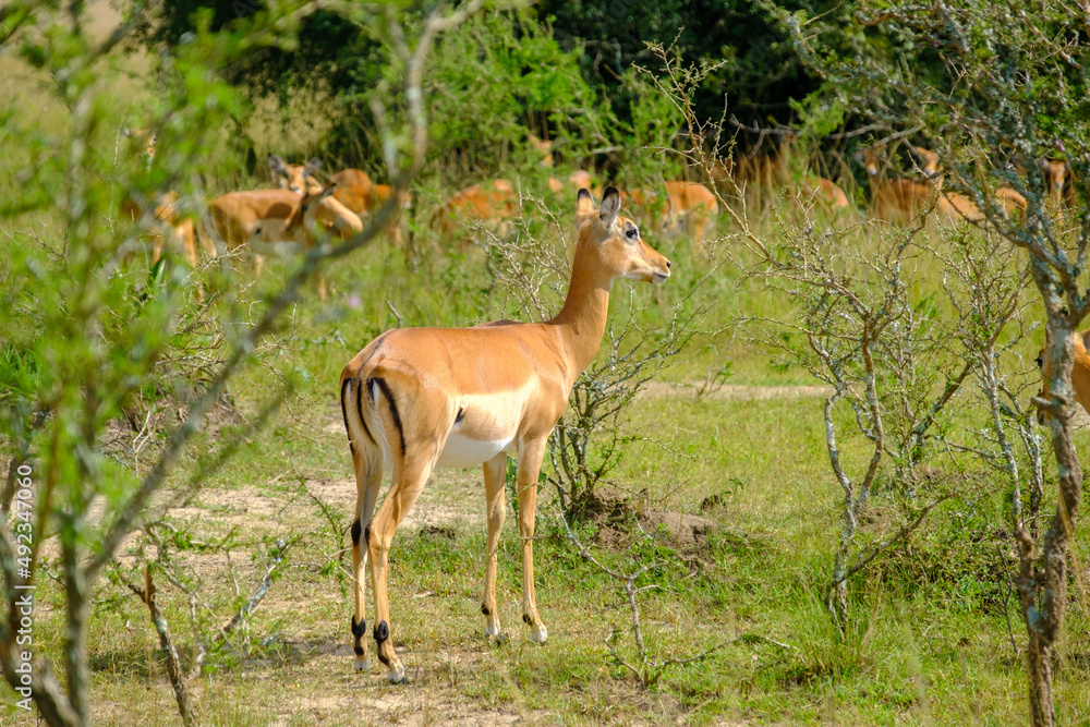 Impala in Akagera Natioal Park, Rwanda Impala in Akagera Natioal Park, Rwanda