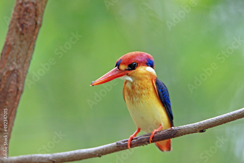 The Oriental Dwarf Kingfisher on a branch