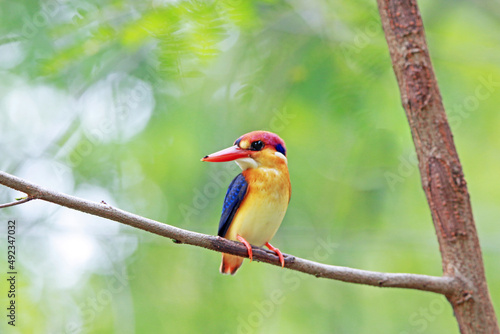 Photography The Oriental Dwarf Kingfisher on a branch