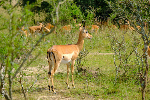 Impala in Akagera Natioal Park, Rwanda