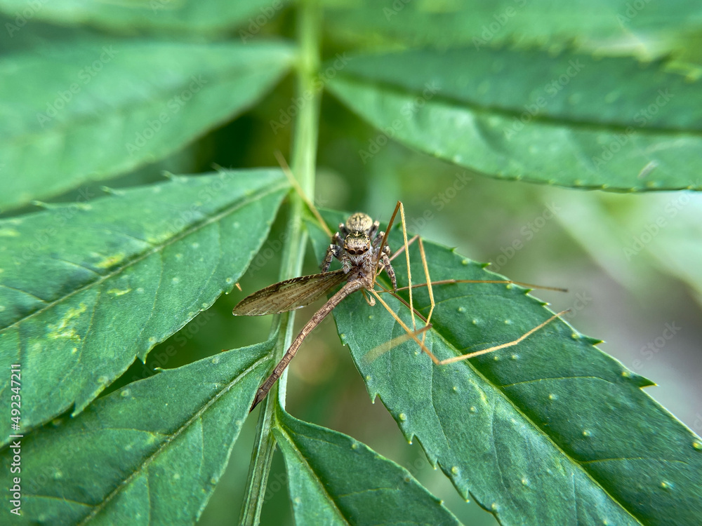 Horizontal photo of spider killed an insect and eating on marigold flower leaf