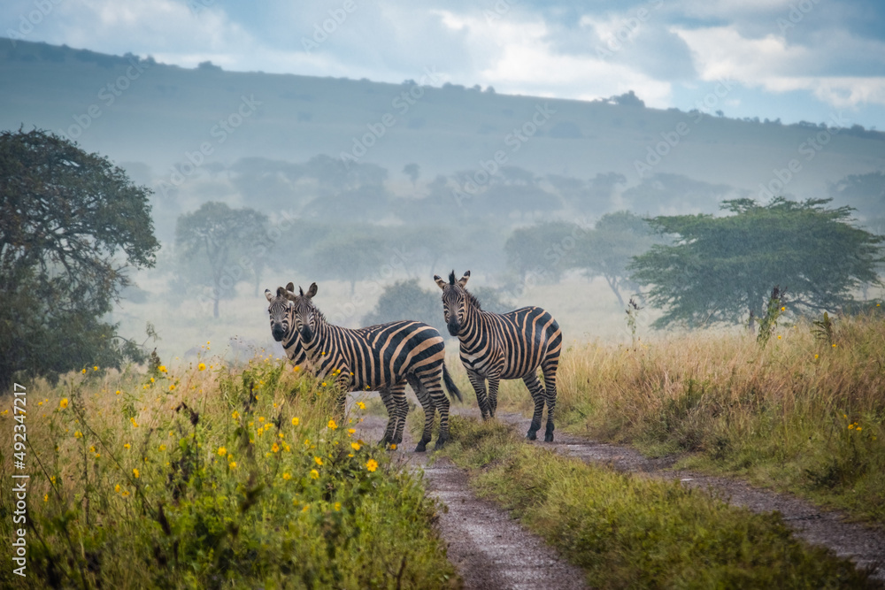 Naklejka premium Zebras in Akagera Natioal Park, Rwanda