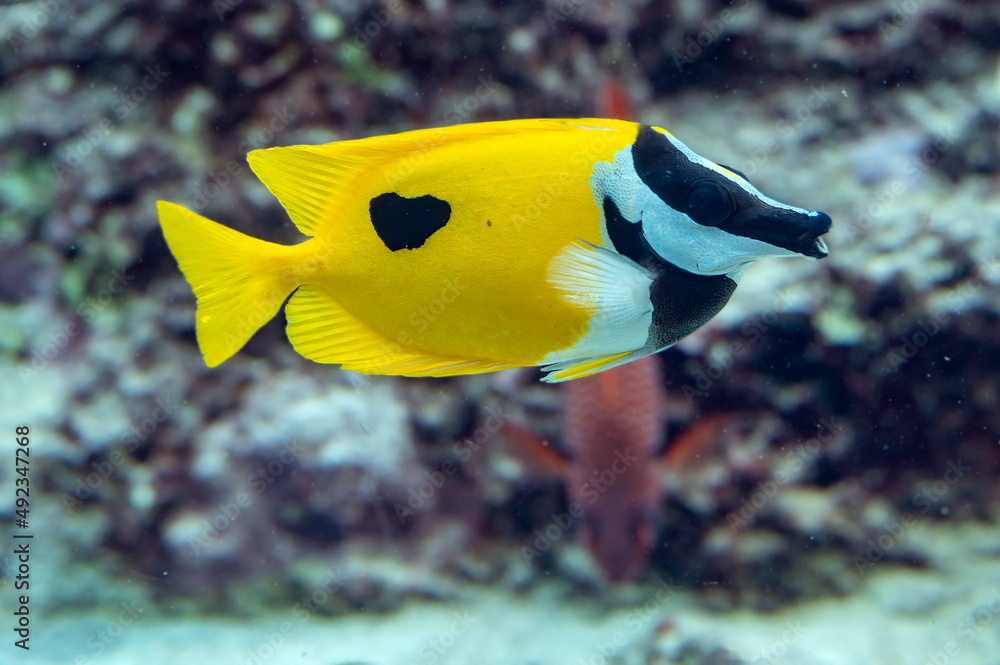 One Spot Foxface Siganus unimaculatus a yellow saltwater marine