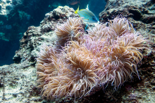 A Sebae sea anemone, Heteractis crisp, hosting pink skunk clownfish, Amphiprion perideraion 