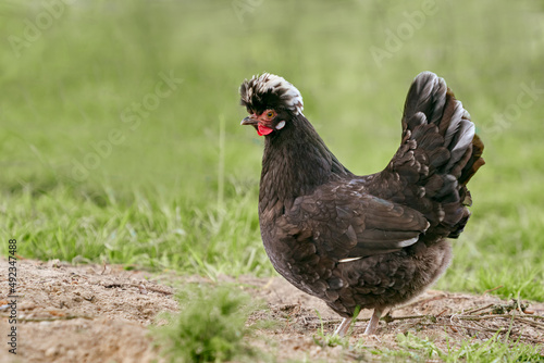 Poland black chicken with white crest