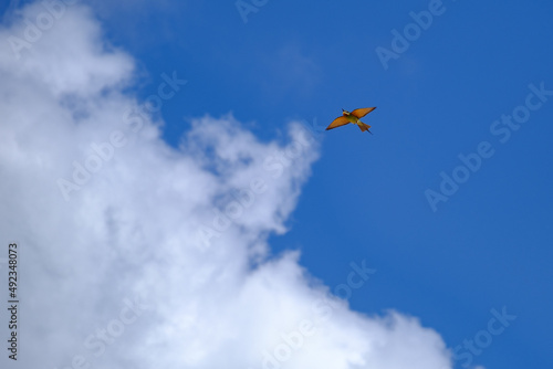 Bird gliding in the clouds in Bazaruto archipelago  Mozambique