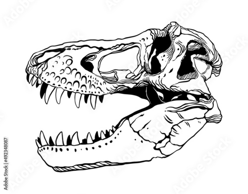 t-rex dinosaur skull