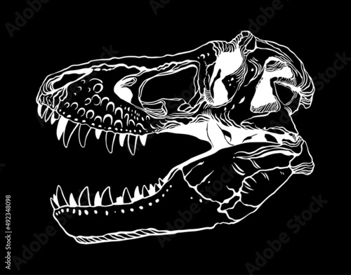 t-rex dinosaur skull