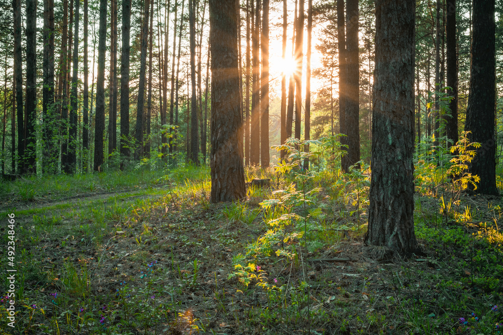 Obraz premium sunset in the forest