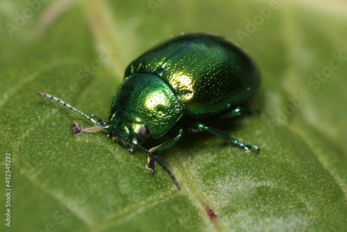 Chrysolina herbacea, also known as the mint leaf beetle © Gonzalo