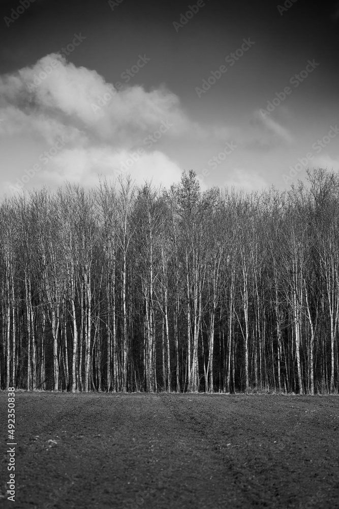 Fototapeta premium late winter 21/22