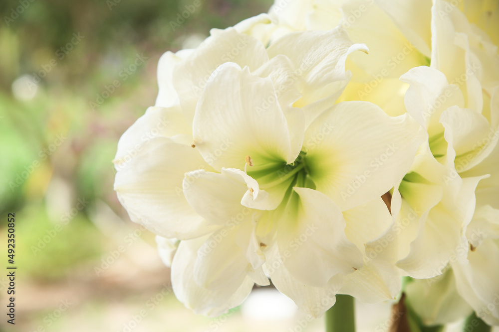 Hippeastrum Amaryllis flowers in the garden Hippeastrum Amaryllis flowers in the garden
