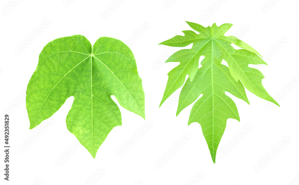 Isolated set of papaya leaves with clipping paths. Isolated set of papaya leaves with clipping paths.