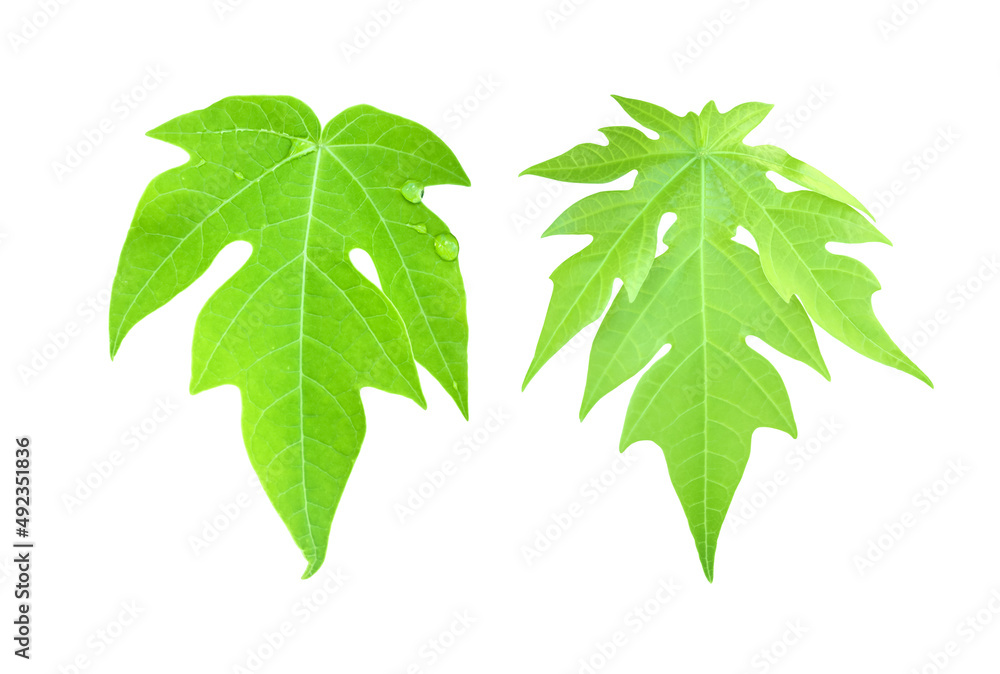 Isolated set of papaya leaves with clipping paths. Isolated set of papaya leaves with clipping paths.
