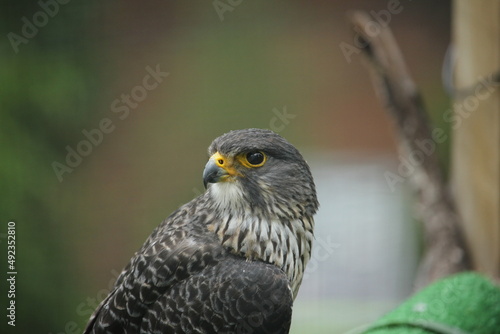 New Zealand Falcon (Kārearea) photo