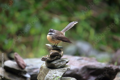 Photography New Zealand Fantail (Piwakawaka)