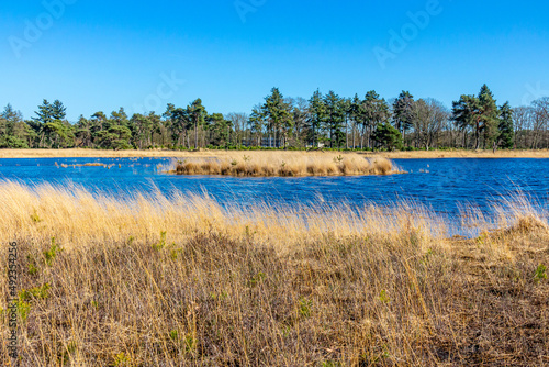 Small island in the middle of a lake, brown wild grass, trees with green foliage in the blurred background, sunny day in the Dutch nature reserve Natuurpoort Vennenhorst, North Brabant, Netherlands