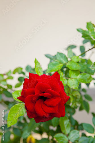 Velvety red fully blown hybrid tea rose also know Ingrid Bergman  blooming in sunny day