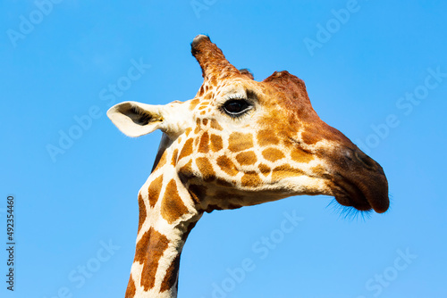 Portrait of an adult giraffe. Selective focus Giraffe neck and head looking at the camera against the blue sky. Headshot of a Masai Giraffe with space for text. Cute face of a wild animal giraffe's.