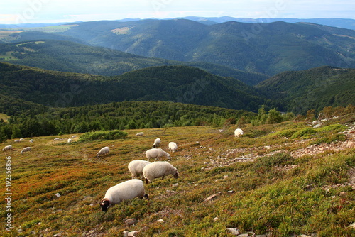 Fototapeta Naklejka Na Ścianę i Meble -  At the end of an August day, a flock of sheep grazes on the slopes of the Grand Ballon (Vosges massif, Haut Rhin, Grand Est, France)