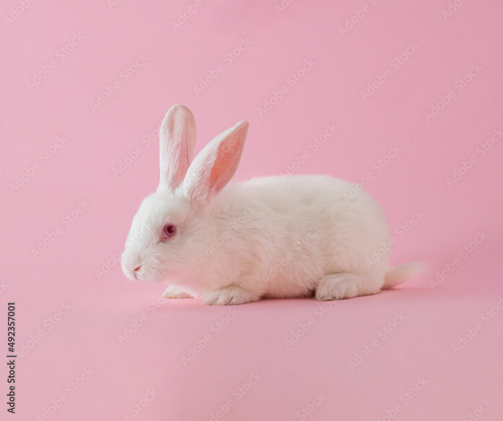 easter white bunny against pastel pink background. adorable surreal background