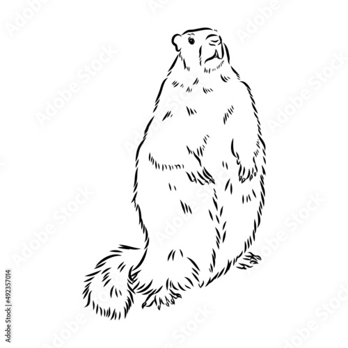 Groundhog sketch vector graphics black and white monochrome figure head