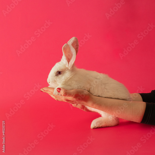 easter white bunny in female hands against pink background. adorable surreal modern background with copy cpace