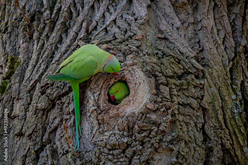 Selective focus of rose-ringed parakeet on the tree hollow with trunk as background, The parrots male and female in breeding season, The psittacula krameri in its natural habitat, Living out naturally photo