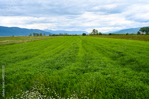 Green cereals growing on the field. Young wheat. Agriculture.