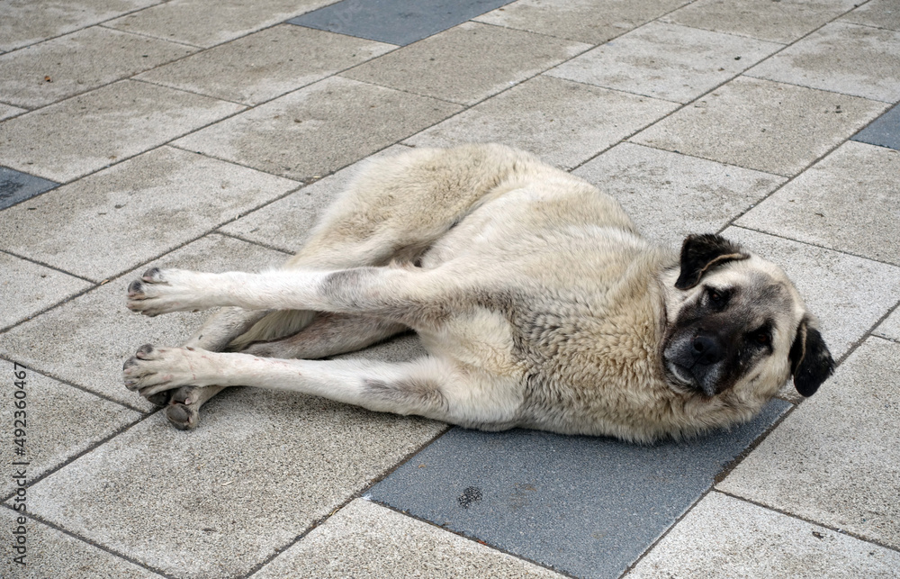 dogs living on the street, a dog on the street is lying on the pavement, a stray dog is sleeping, a large stray dog, dogs living on the street, a dog on the street is lying on the pavement, a stray dog is sleeping, a large stray dog,