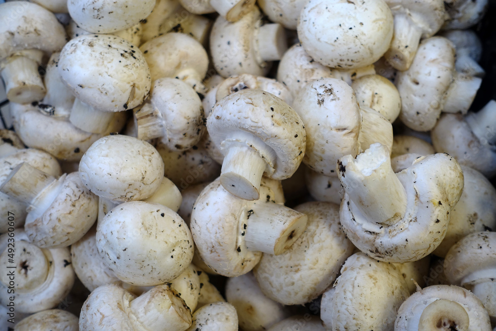 cultivated mushrooms in the greengrocer, food inflation, vegetable and mushroom prices in the market are very expensive,