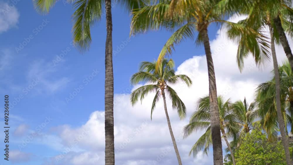 Palm trees background in 4k slow motion 60fps Palm trees background in 4k slow motion 60fps
