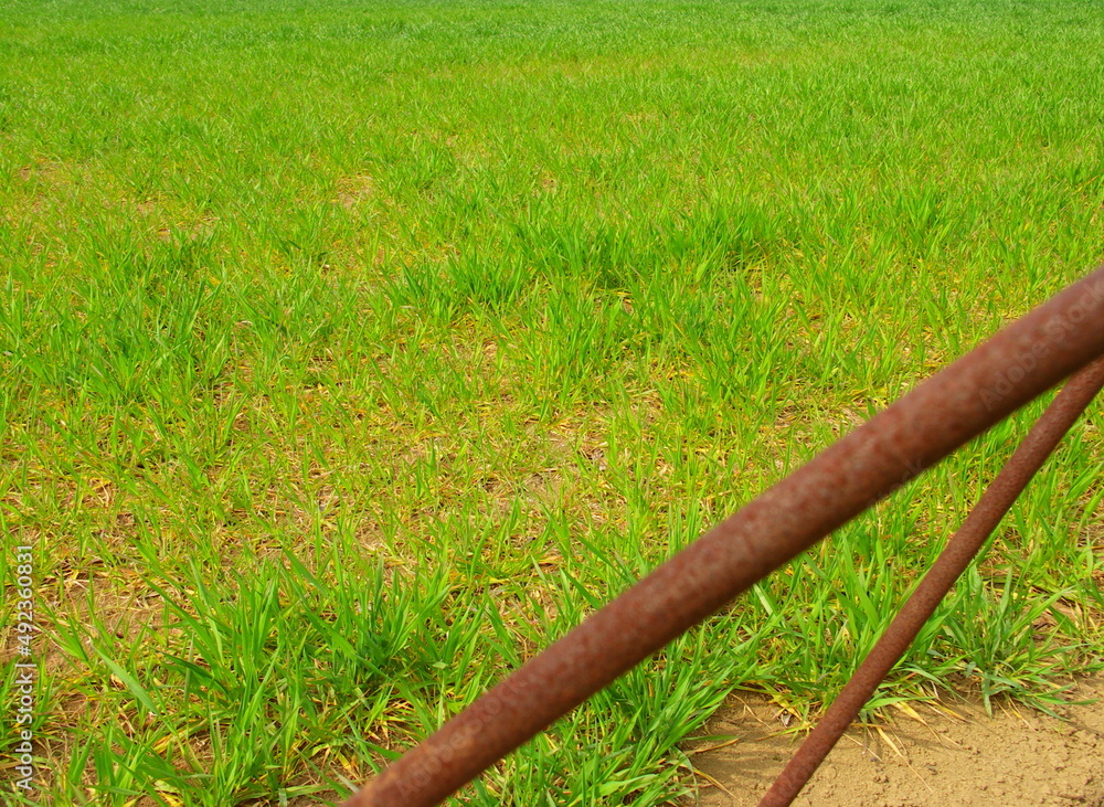 Fototapeta premium 緑肥の茂る春の野菜畑