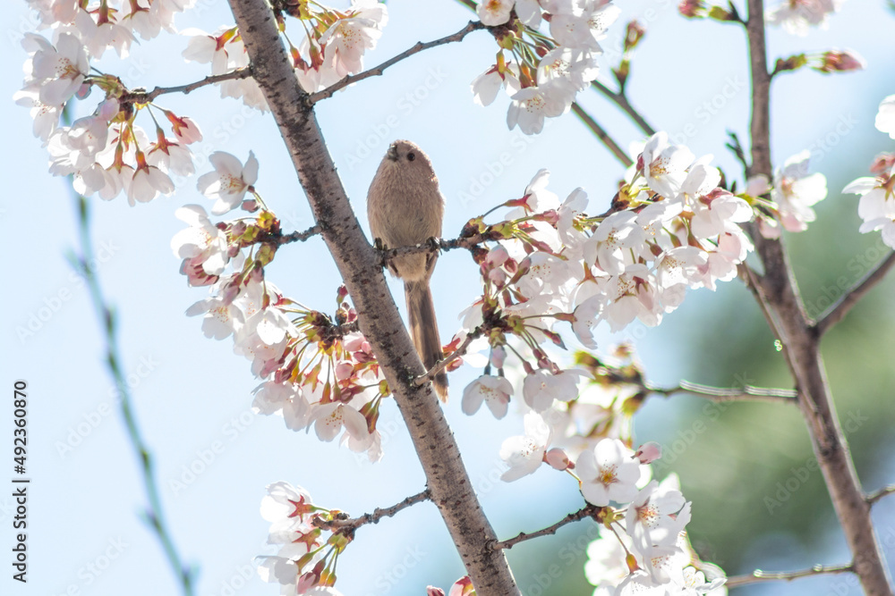 Paradoxornis webbianus sitting on the cherry blossom branches in spring Paradoxornis webbianus sitting on the cherry blossom branches in spring