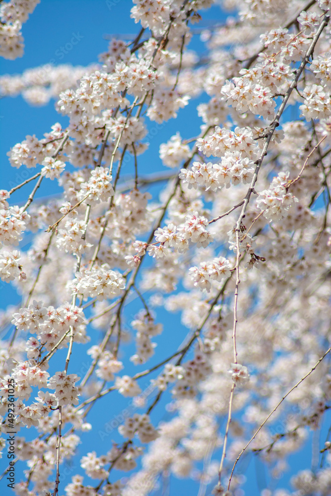 cherry blossom in spring cherry blossom in spring