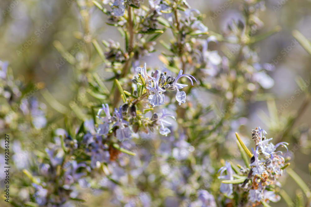 aromatic flower with purple flowers (rosmarinus) aromatic flower with purple flowers (rosmarinus)