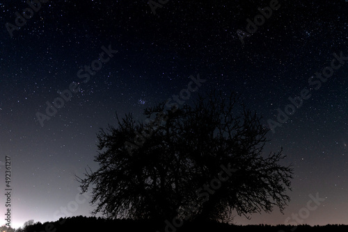 Samotne, bezlistne drzewo na tle bezchmurnego, pokrytego gwiazdami nieba.