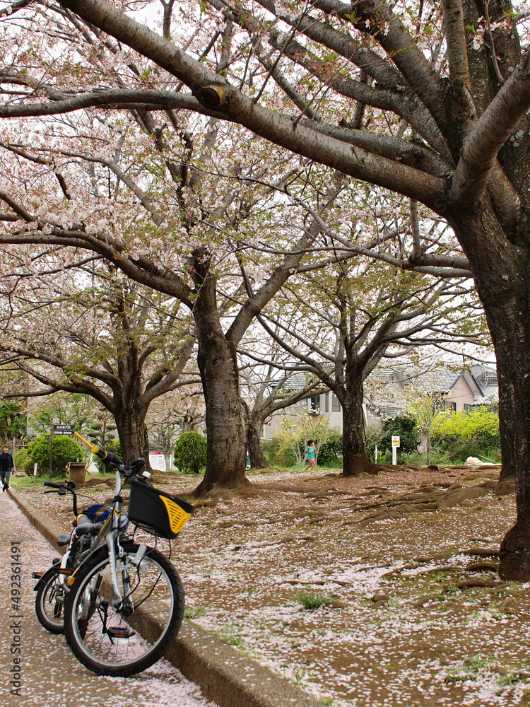 Fototapeta premium 散り桜と自転車