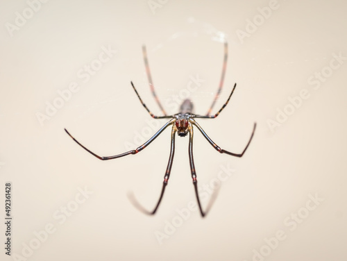 Long jawed orb weaver spider on the web