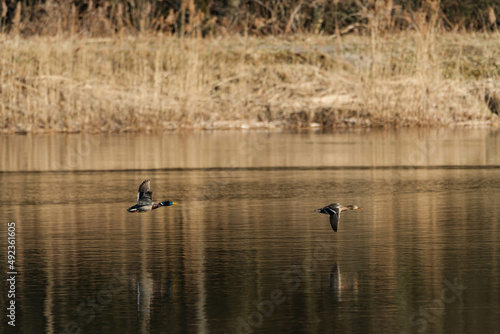 Dwie kaczki krzyżówki w locie nad taflą jeziora.