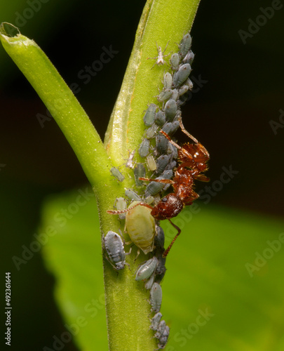 Ants guarding aphids, Aphididae, on a plant stem