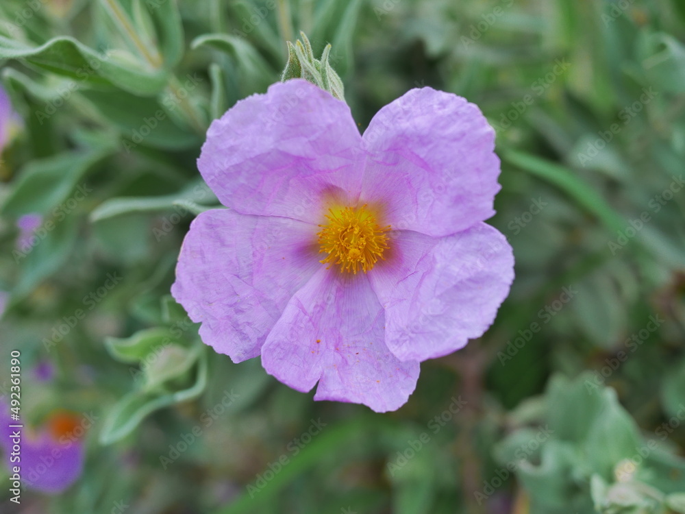 fleur viollette pâle