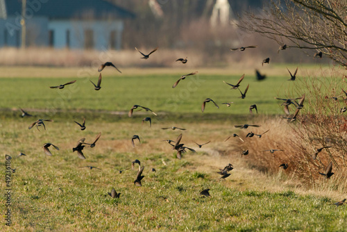 Stado szpaków latające nad łąką.