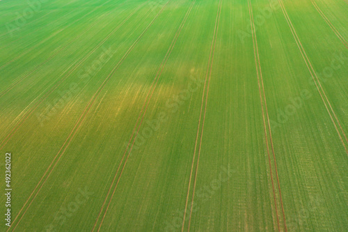 Pole uprawne ze wschodzącym zielonym zbożem, widziane z dużej wysokości. Zdjęcie wykonane z użyciem drona.