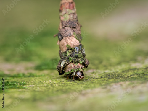 Bagworm on the mossy ground in front view