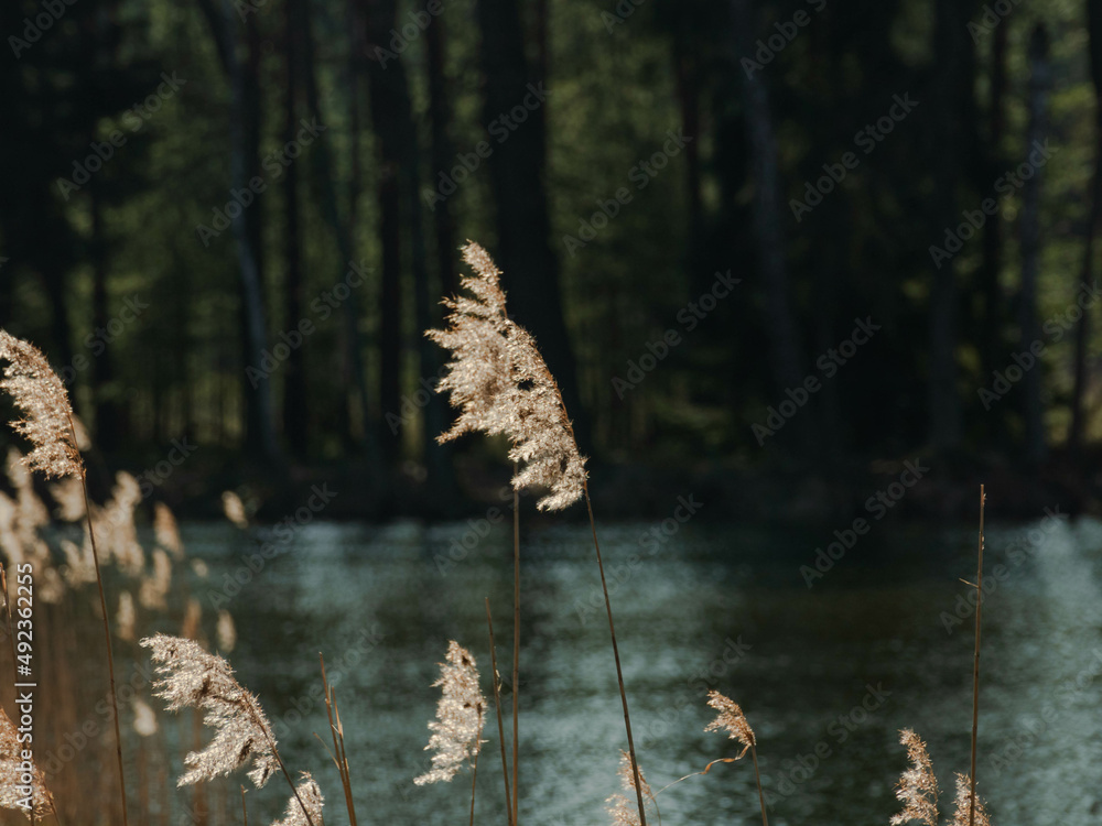 Przedwiośnie nad jeziorem. Słoneczny dzień. Suche, żółte kłosy wodnych traw kołyszą się na wietrze. - obrazy, fototapety, plakaty 