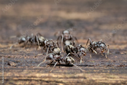 small black garden ant colony on the rotten wood © abdul