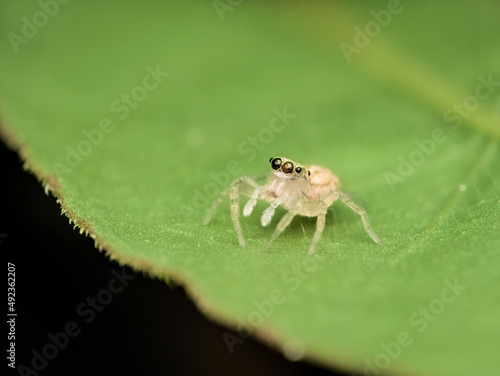 juvenile of jumping spider on the leaf